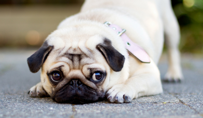 Czy uda Ci się wychować mopsa?