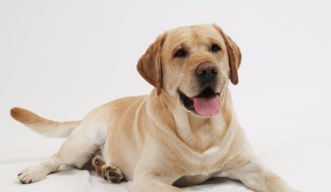 Jakim byłbyś właścicielem psa