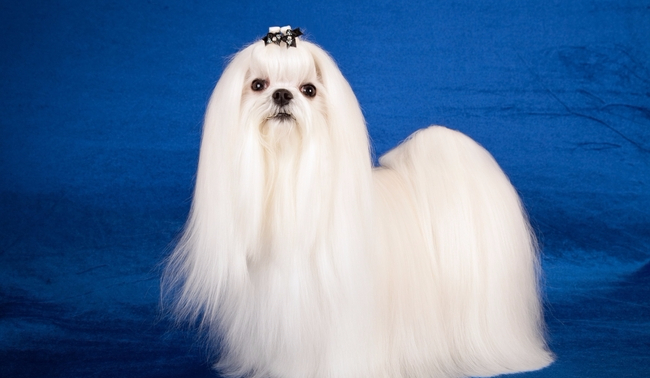 Czy lubisz sprzątać?