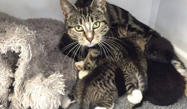 Jak dobrze znasz się na kotach?