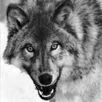 Dominika_Stefaniszyn