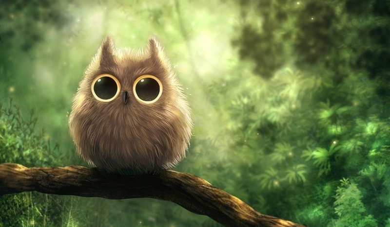 Jaką rasą sowy jesteś?