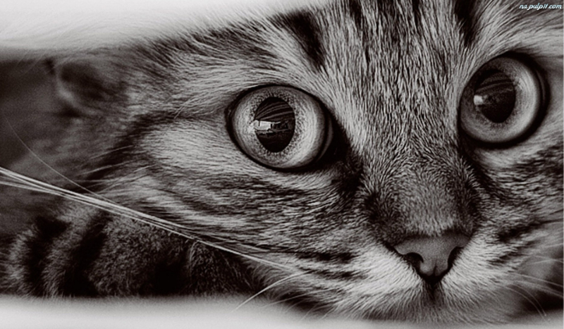 Czy w 100% jesteś Muchonator?