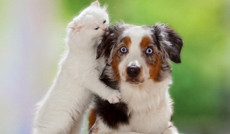 Odgadniemy, czy wolisz koty czy psy?