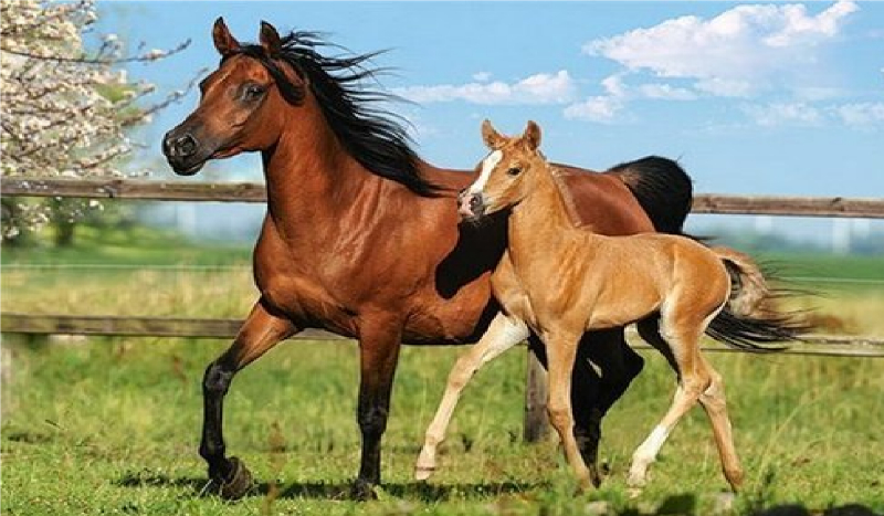 Co myślą o tobie konie?