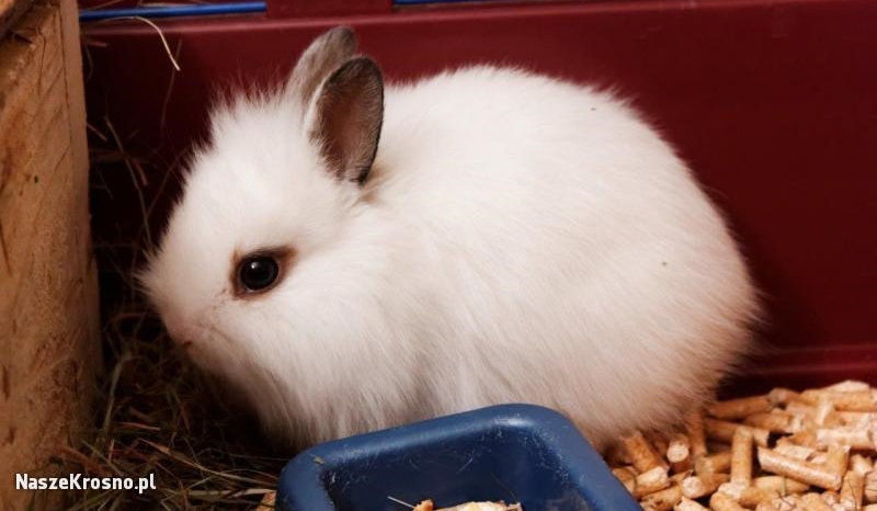 Jesteś słodka , czy ładna?