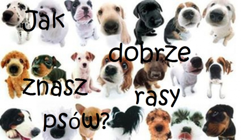 Jak dobrze znasz rasy psów?