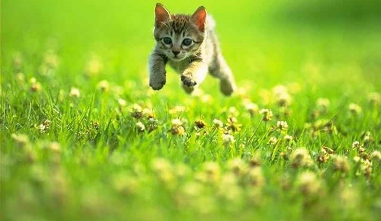 Co myśli o tobie twój kot?