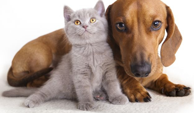 Jakie zwierze domowe do ciebie pasuje?