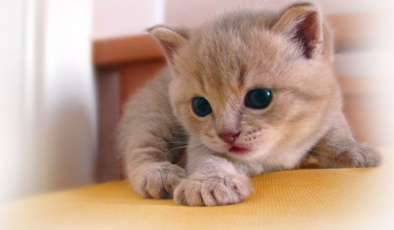 Idealny kot dla ciebie