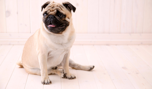 Zostań na jeden dzień mopsem!