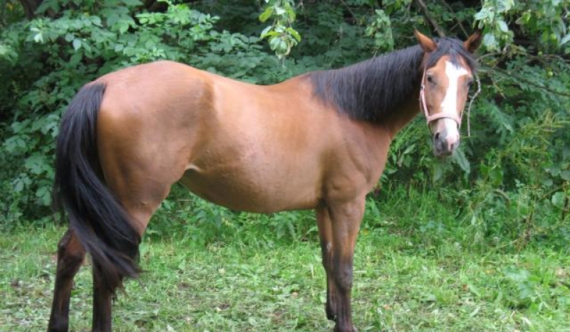 Czy byłaś kiedyś koniem ?