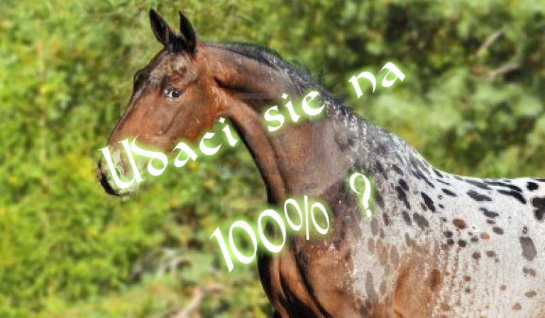 Końskie maści ! :D