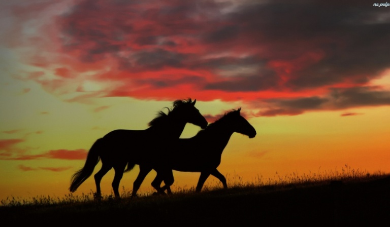 Jak dobrze znasz konie?