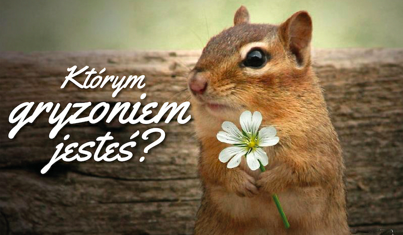 Którym gryzonie jesteś?