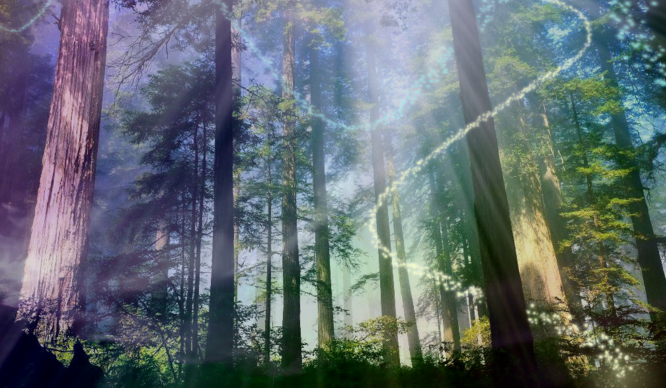 Twoja podróż po Magicznym Lesie!