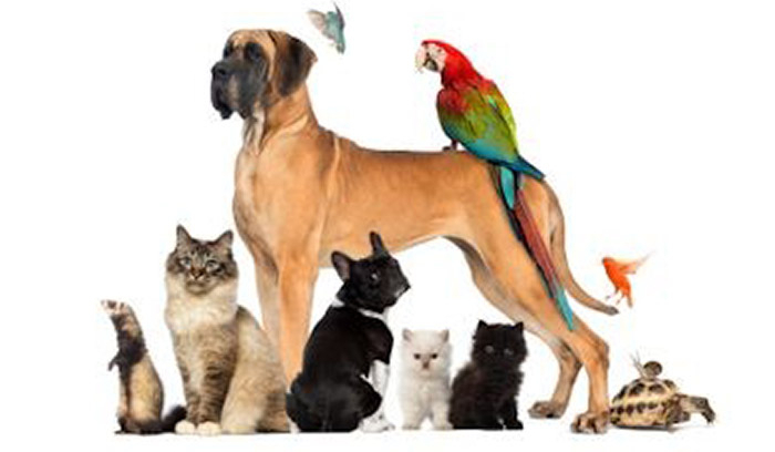 Jak powinieneś nazwać swoje zwierzę