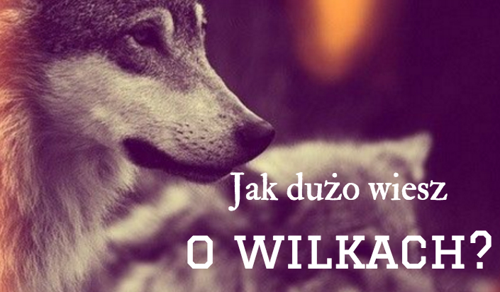 Jak dużo wiesz o wilkach?