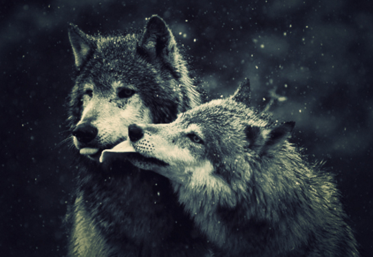 Jak dużo wiesz o wilkach? | sameQuizy
