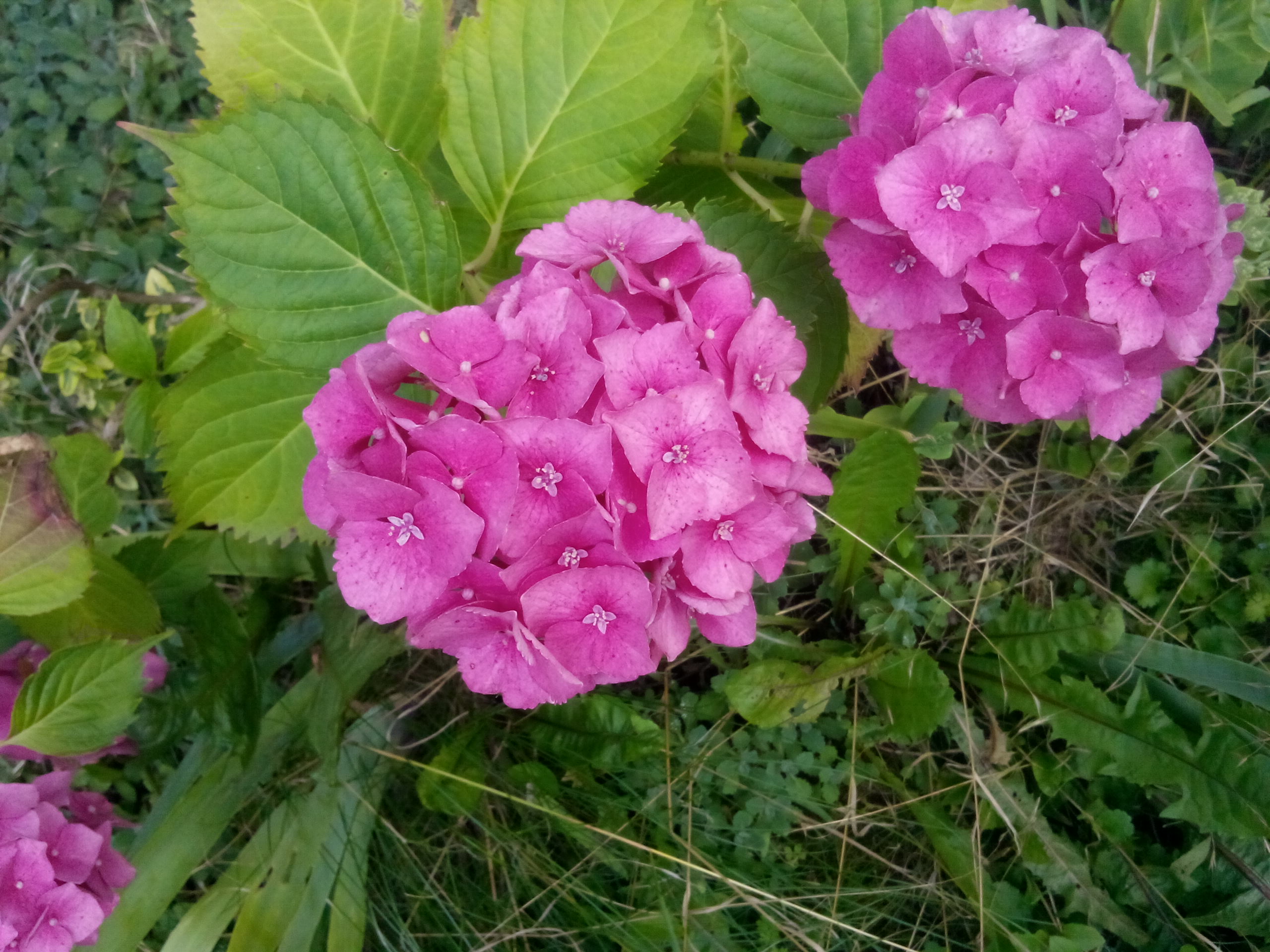 który kwiatek do ciebie najbardziej pasuje ?