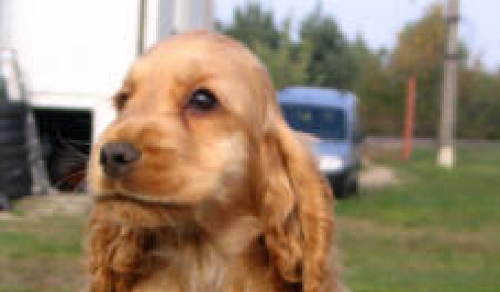 Jak dobrze znasz rasy psów? #1