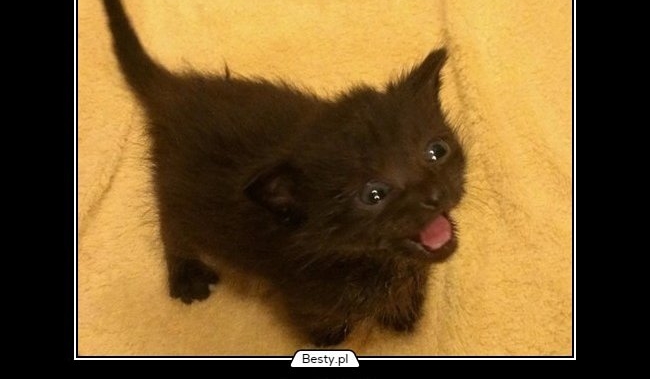 czy uda ci sie wychować dwa małe kotki?