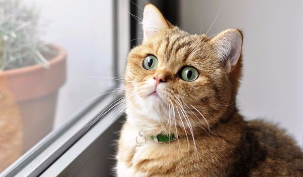 Czy twój kot Cię kocha ?