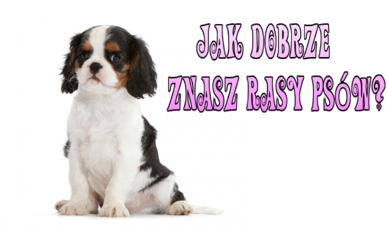 Jak dobrze znasz rasy psów?