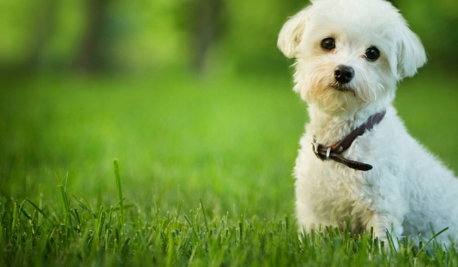 Do którego psa jesteś podobny?