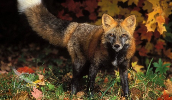 Jak dobrze znasz The Last of Us?