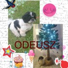 Odeusz