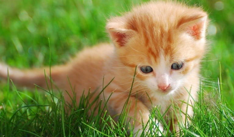 Jakie zwierze powinieneś/powinnaś mieć?