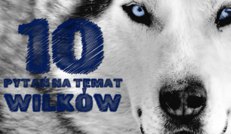 10 pytań na temat wilków!