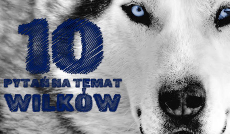 10 pytań na temat wilków!