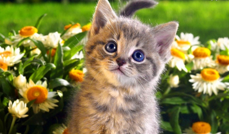 Czy dasz radę wychować małego kotka?