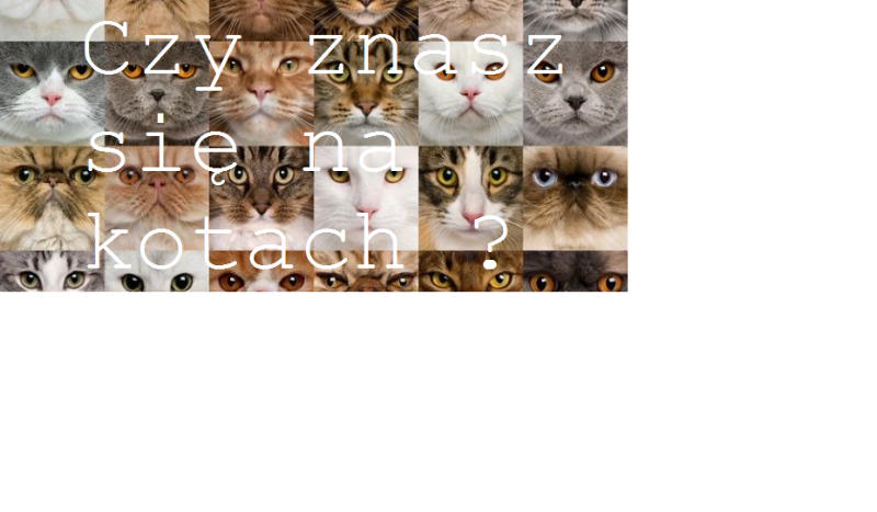 Co wiesz o kotach ?