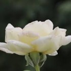 White Rose
