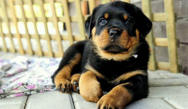Wychowaj Rottweilera!