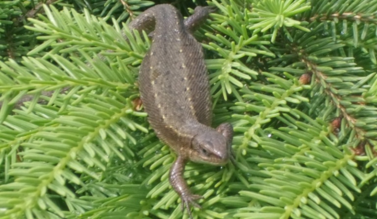 Czy  dobrze znasz  Harrego Pottera