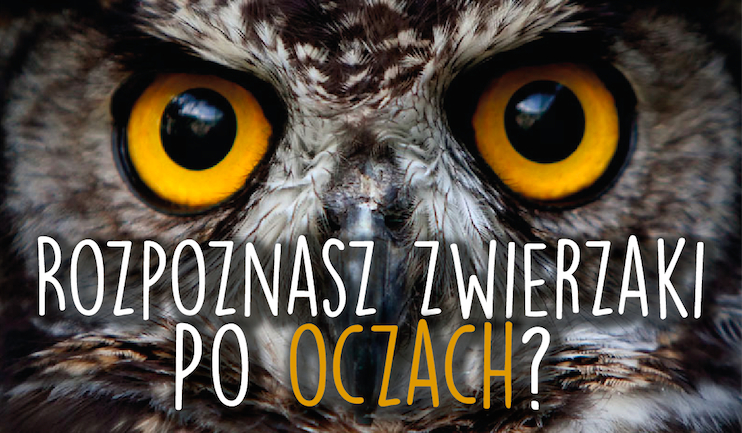 Potrafisz rozpoznać wszystkie zwierzaki jedynie po ich oczach?