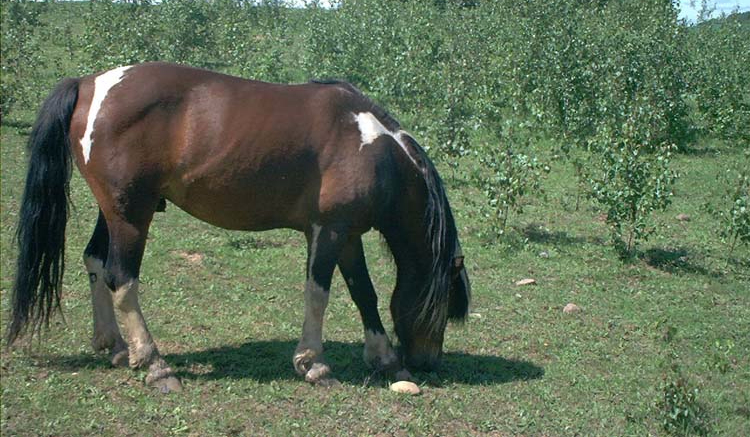 Czy nadajesz się na instruktora w SK Arabce?