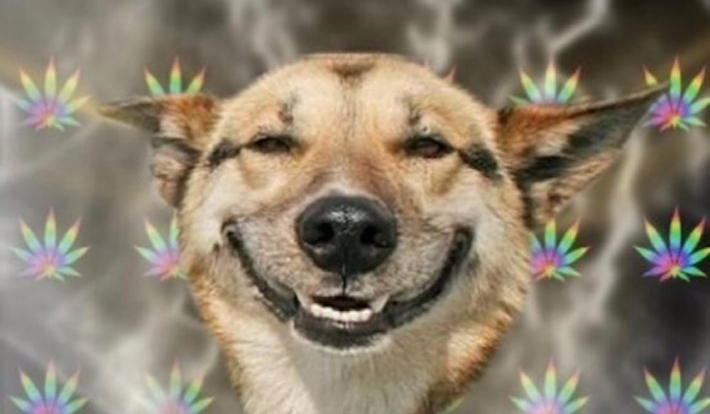 Czy jesteś chory psychicznie?