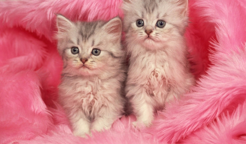 Jakim kociakiem jesteś?