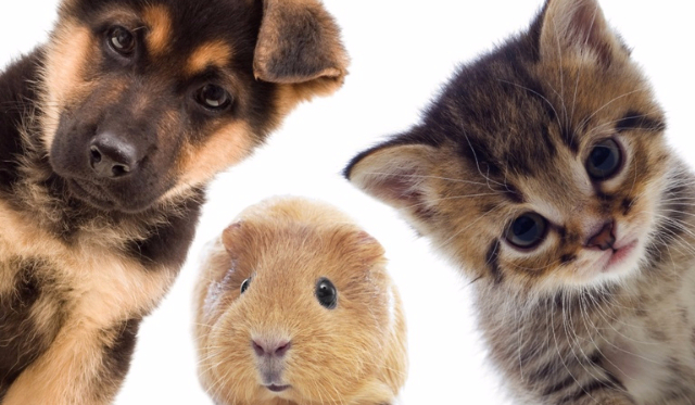 Jakie zwierzę wolisz ?