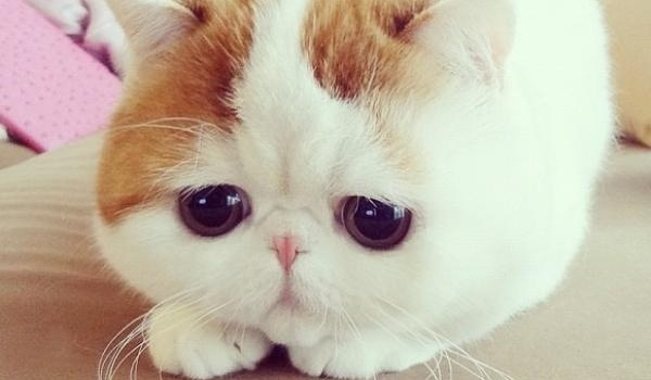 Co doradzi ci koteł ?