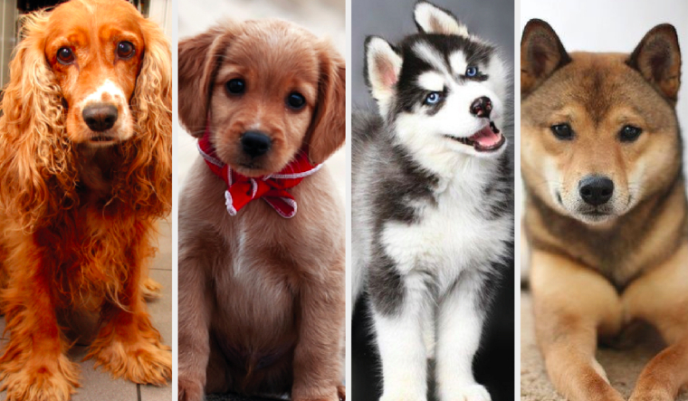 Test wiedzy o rasach psów!