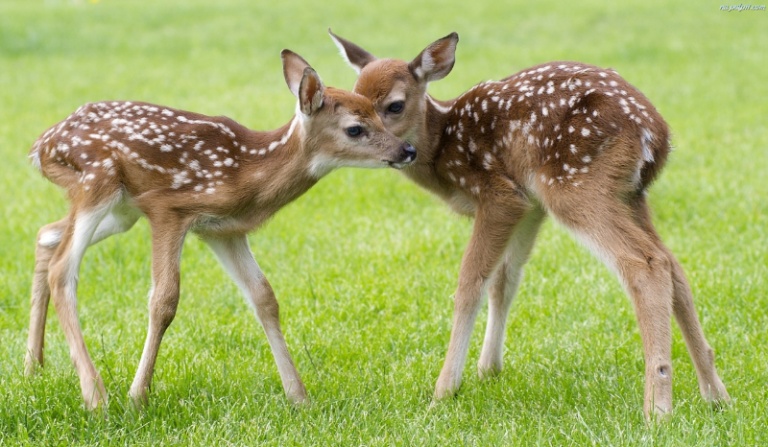 Jakie zwierzątko do Ciebie pasuje ?