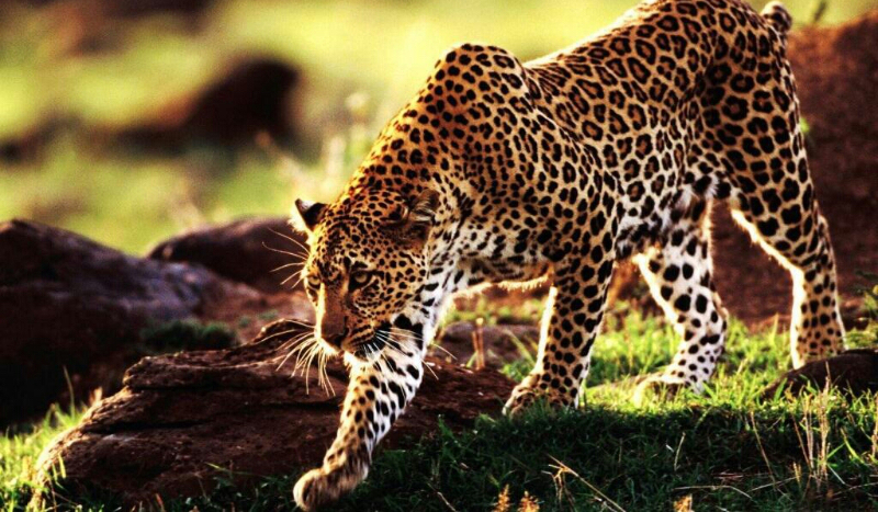 Czy zgadnę co lubisz ?