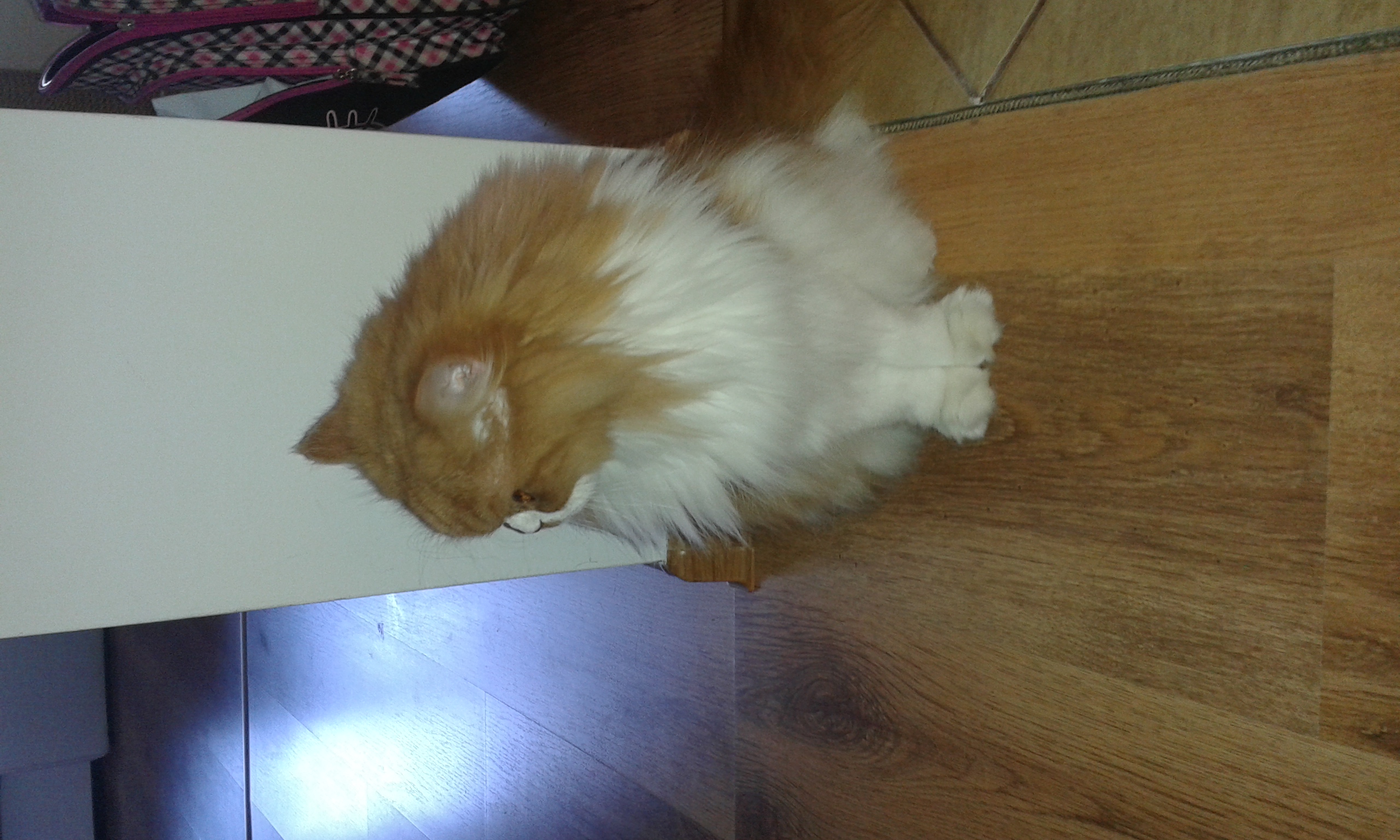 Jakimi uczuciami darzy Cię twój kot?