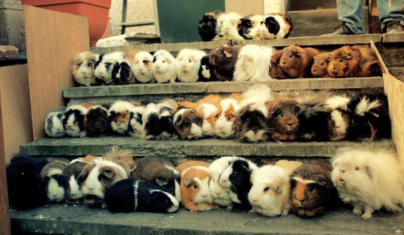 Jaką rasą świnki morskiej jesteś?